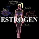 Estrogenová terapie – co je to a k čemu může být dobrá?